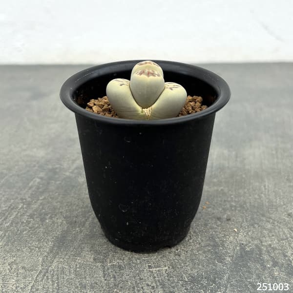 リトープス:麗虹玉(れいこうぎょく)2.5号鉢植え*