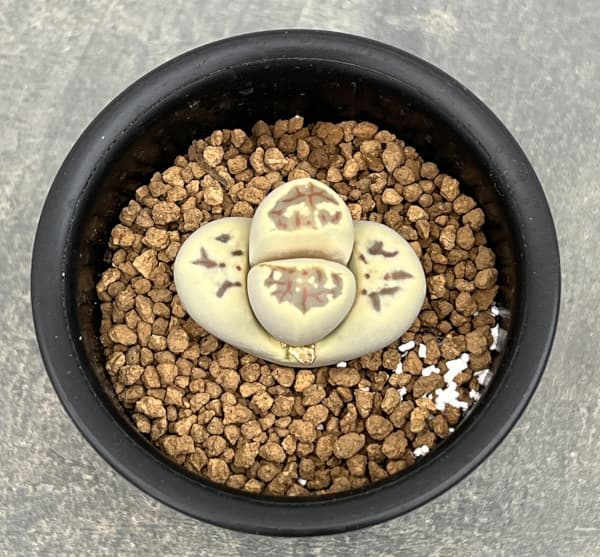 リトープス:麗虹玉(れいこうぎょく)2.5号鉢植え*