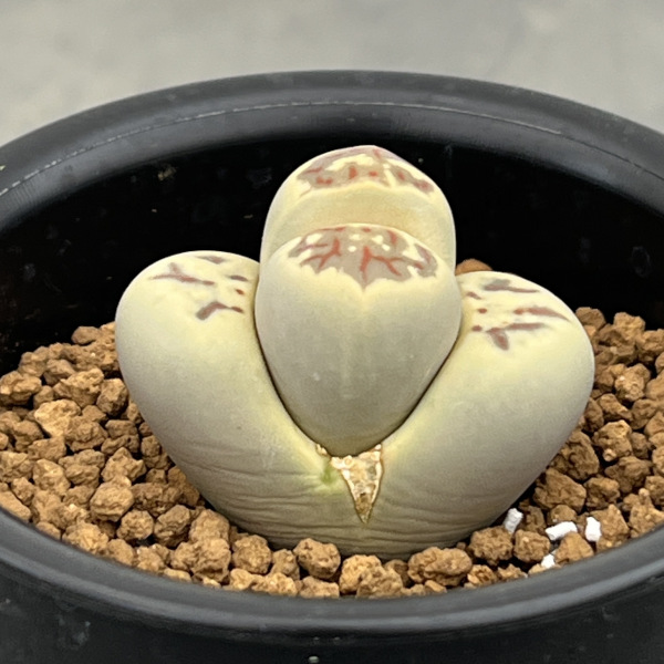 リトープス:麗虹玉(れいこうぎょく)2.5号鉢植え*