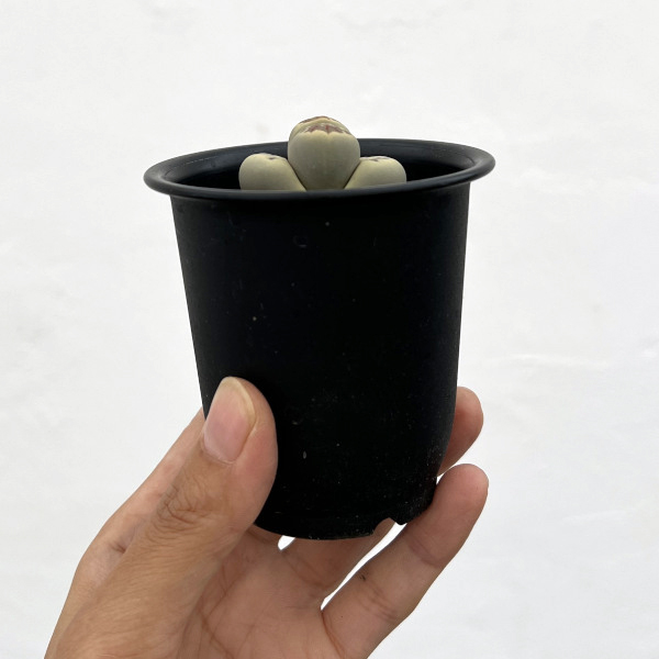 リトープス:麗虹玉(れいこうぎょく)2.5号鉢植え*