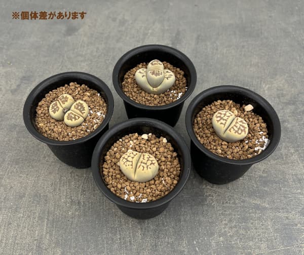 リトープス:麗虹玉(れいこうぎょく)2.5号鉢植え*