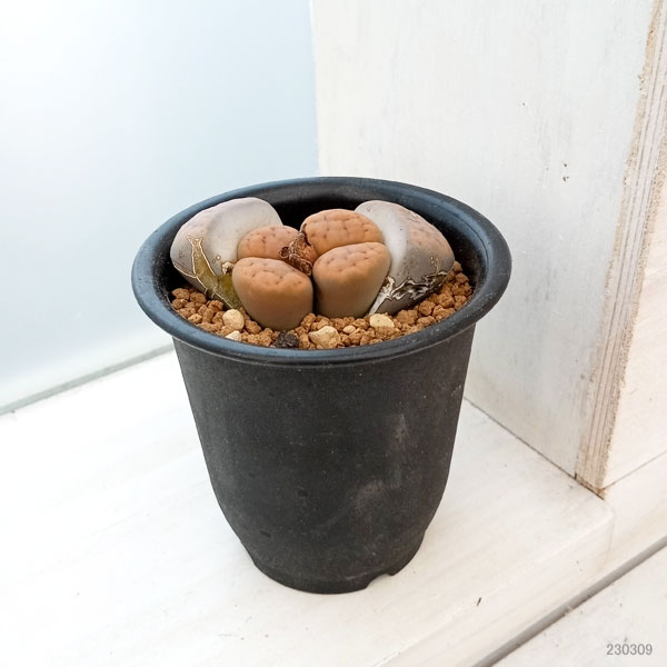 リトープス：招福玉　2.5号鉢植え