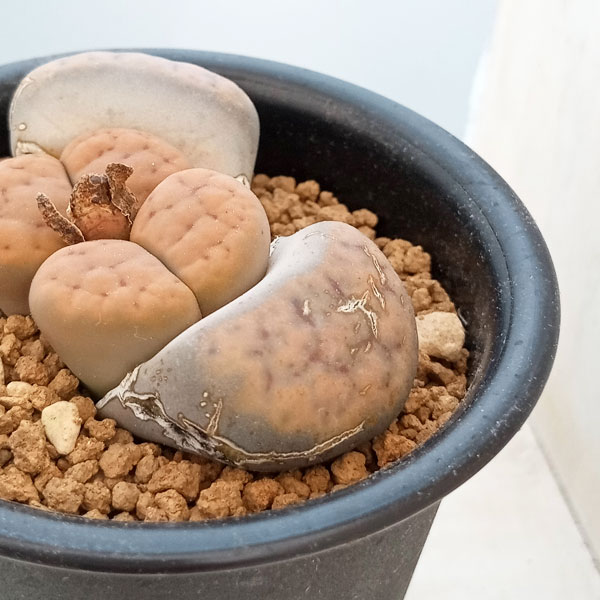 リトープス：招福玉　2.5号鉢植え