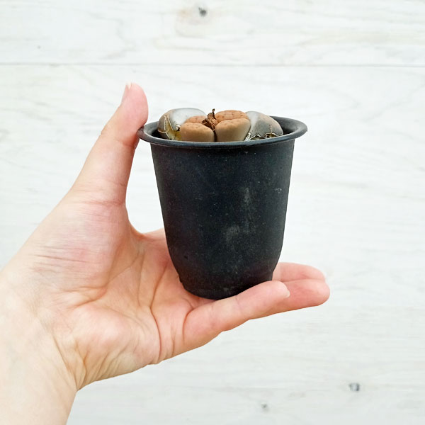 リトープス：招福玉　2.5号鉢植え