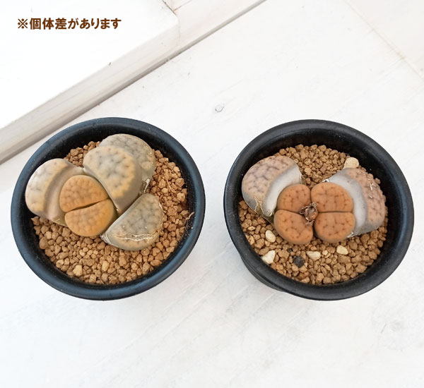 リトープス：招福玉　2.5号鉢植え