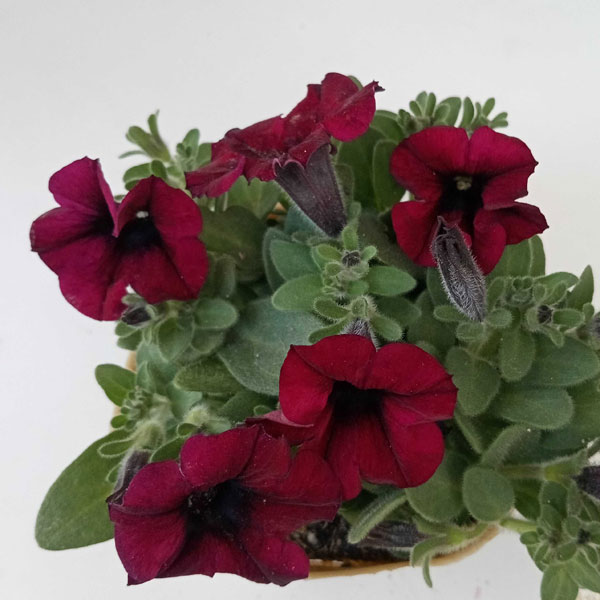 ペチュニア：フェイマス ブラックベリーチーズケーキ3.5号ポット