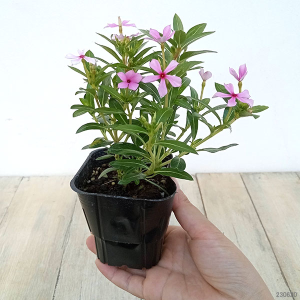 園芸ネット本店｜ニチニチソウ：フェアリースターピンクウィズアイ4号