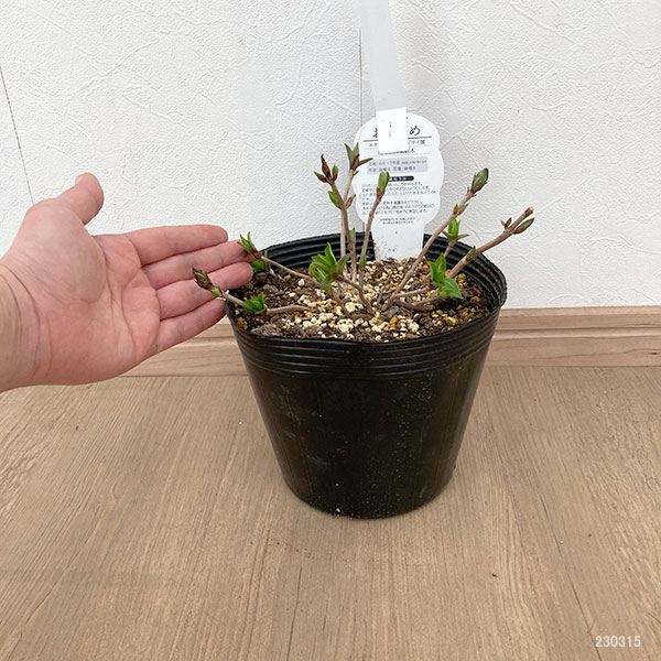 園芸ネット本店｜ヤマアジサイ：おりひめ5.5号ポット の通販【公式】