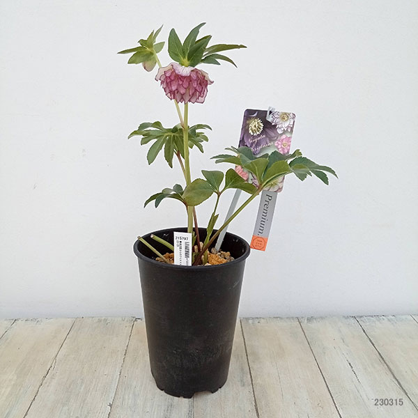 園芸ネット本店｜高正園さんのクリスマスローズ：23-29ダブル／5号鉢