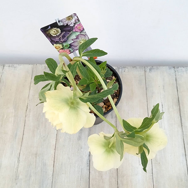 園芸ネット本店｜高正園さんのクリスマスローズ：23-34ダブル／5号鉢