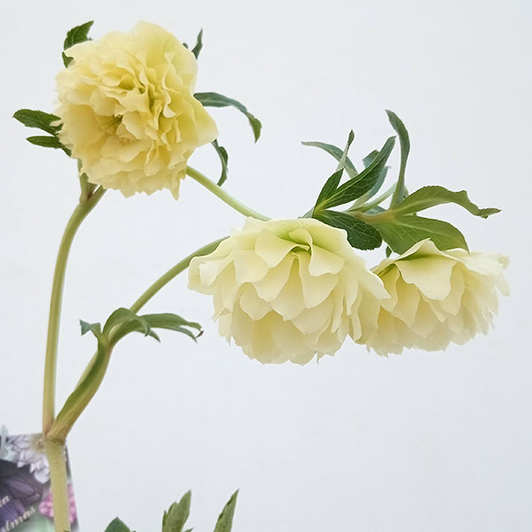 園芸ネット本店｜高正園さんのクリスマスローズ：23-34ダブル／5号鉢