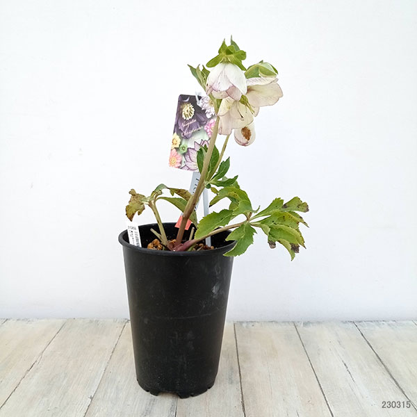 園芸ネット本店｜高正園さんのクリスマスローズ：23-38セミダブル／5号