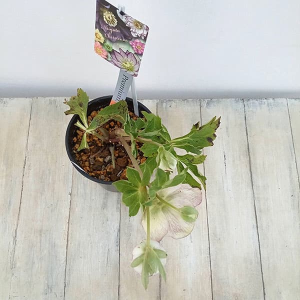 園芸ネット本店｜高正園さんのクリスマスローズ：23-38セミダブル／5号