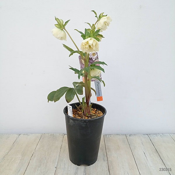 つむ様 クリスマスローズ dd メロンゴールド フレグランス クリスマスローズ【O dd/静(シズカ)】 - 陽春園ネット通販