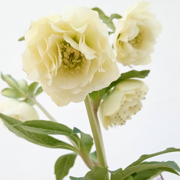 つむ様 クリスマスローズ dd メロンゴールド フレグランス クリスマスローズ メロン｜園芸日記bysaita｜みんなの趣味の園芸