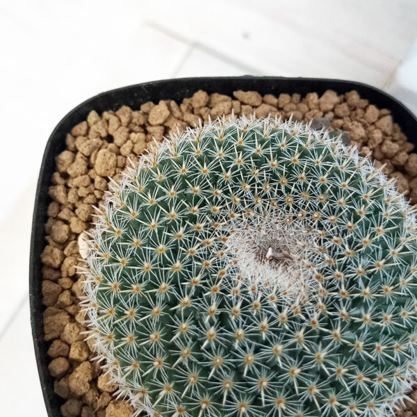 園芸ネット本店｜マミラリア：大福丸2.5号鉢植え の通販【公式】