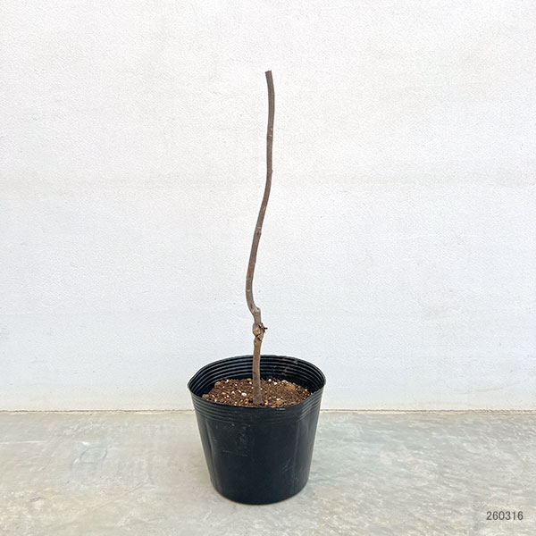 アメリカハナズオウ：シルバークラウド6号ポット