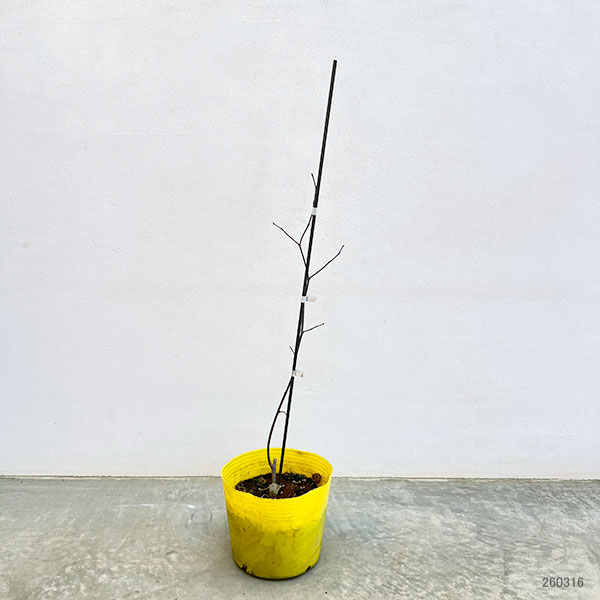 アメリカハナズオウ：シルバークラウド6号ポット