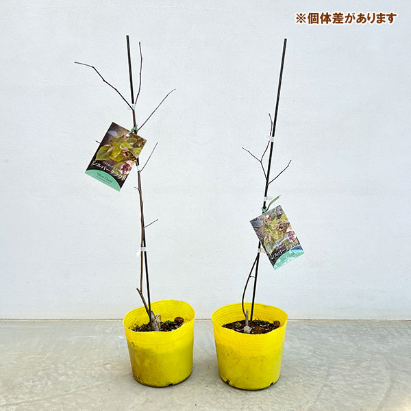 アメリカハナズオウ：シルバークラウド6号ポット