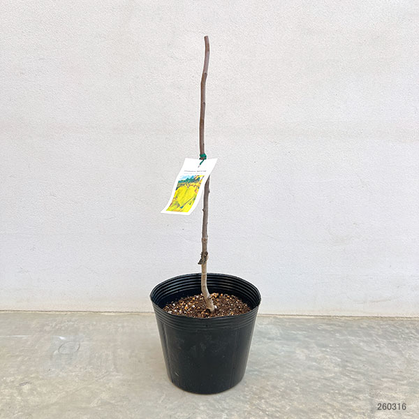 アメリカハナズオウ：ハートオブゴールド6号ポット