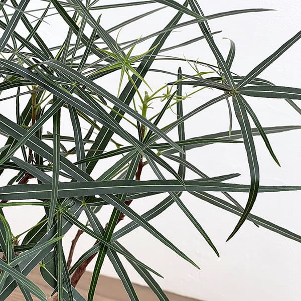 ブラキキトン（ボトルツリー）：ルペストリス　7号26-01