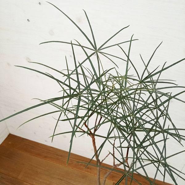 ブラキキトン（ボトルツリー）：ルペストリス　7号26-01