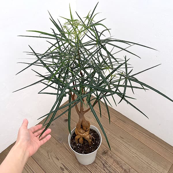 ブラキキトン（ボトルツリー）：ルペストリス　7号26-01