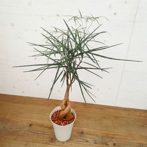 ブラキキトン（ボトルツリー） 7号23-04 の通販 | 園芸ネット