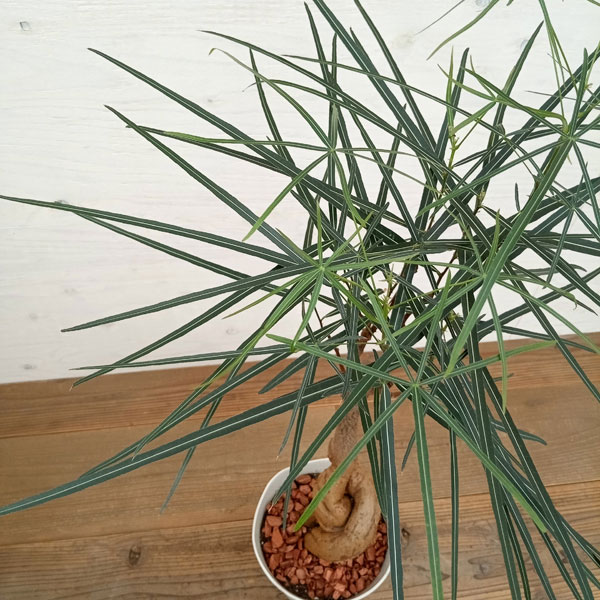 ブラキキトン（ボトルツリー） 7号23-04 の通販 | 園芸ネット