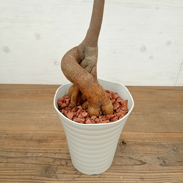 その1☆ブラキキトン☆ 2.5ｍ位☆ ブラキキトン（ボトルツリー） 7号23-05 の通販 | 園芸ネット