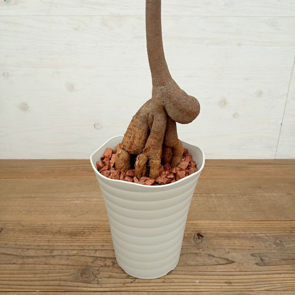 r*様 ボトルツリー ブラキキトン ブラキキトン（ボトルツリー） 7号23-03 の通販 | 園芸ネット
