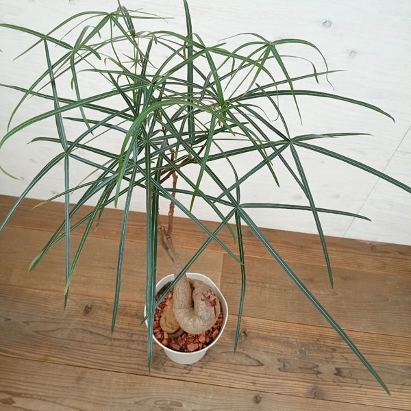 園芸ネット本店｜ブラキキトン（ボトルツリー） 7号23-11 の通販【公式】