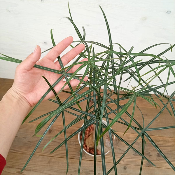 その1☆ブラキキトン☆ 2.5ｍ位☆ ボトルツリー ブラキキトン