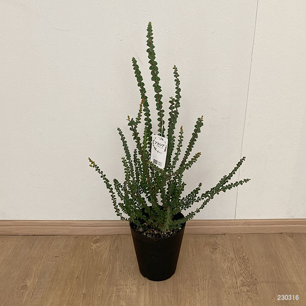 園芸ネット本店｜アカシア：プラビシマ5号鉢植え の通販【公式】