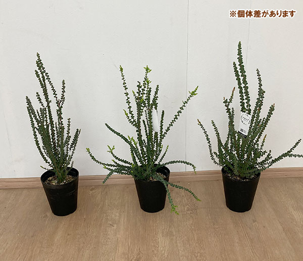 園芸ネット本店｜アカシア：プラビシマ5号鉢植え の通販【公式】