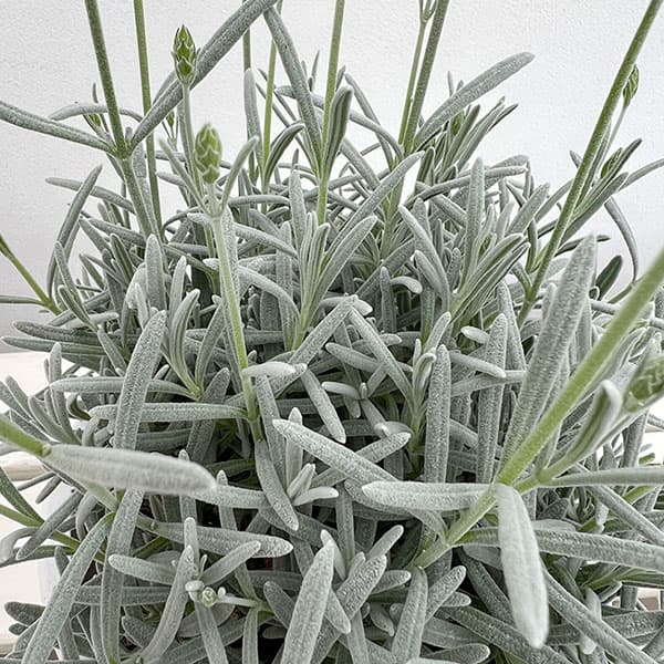 (わけあり特価)ラベンダー:ソーヤーズ5号鉢植え