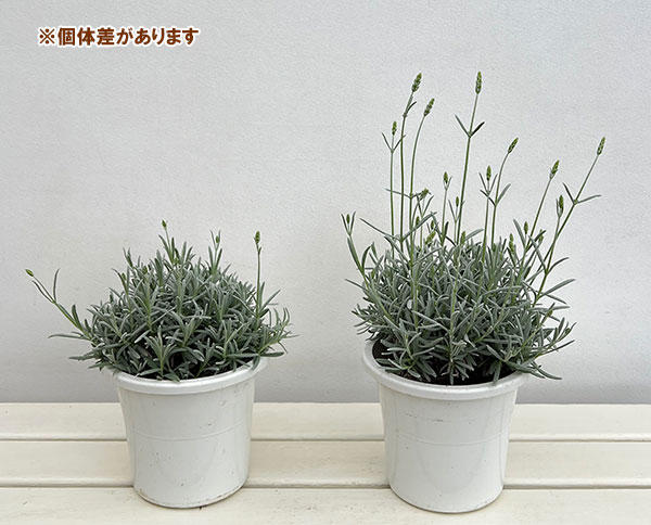 (わけあり特価)ラベンダー:ソーヤーズ5号鉢植え