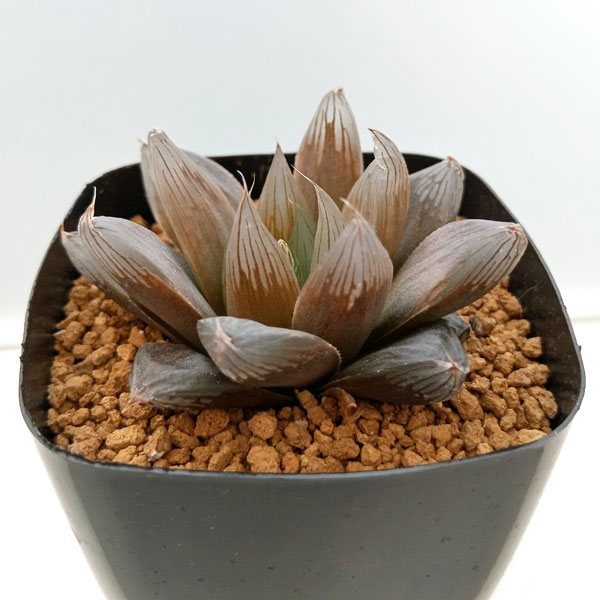 園芸ネット本店｜ハオルチア：ゴルドブルー（NS1/2） 2.5号 の通販【公式】