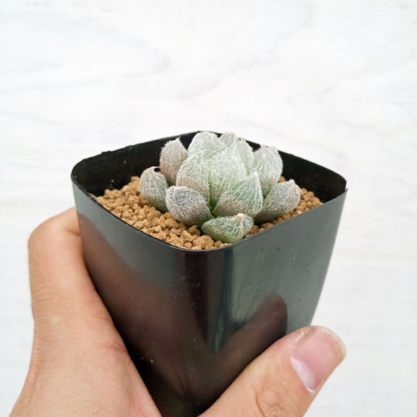 園芸ネット本店｜ハオルチア：ベヌスタモンロー（巨大特ダルマ）2.5号