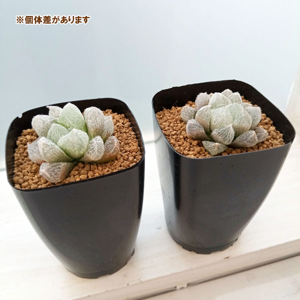 園芸ネット本店｜ハオルチア：ベヌスタモンロー（巨大特ダルマ）2.5号