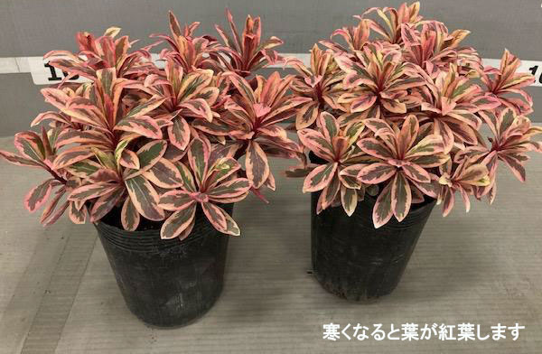 ユーフォルビア：アップルカラーリーフ3号ポット