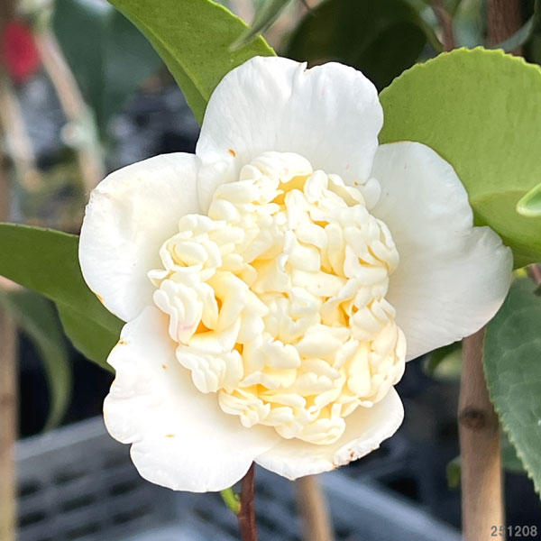 ツバキ（椿）：白腰蓑（しろこしみの）4.5号ポット