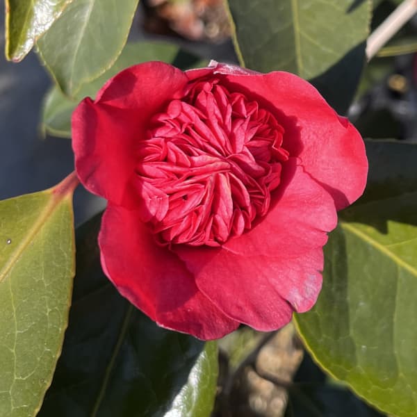 ツバキ（椿）：紅唐子（紅ト伴）3号ポット