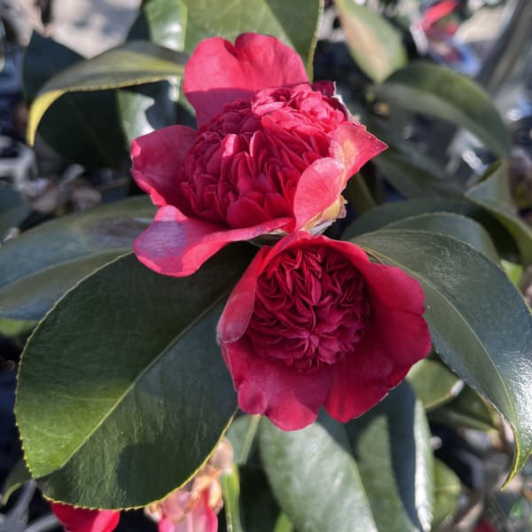 ツバキ（椿）：紅唐子（紅ト伴）3号ポット