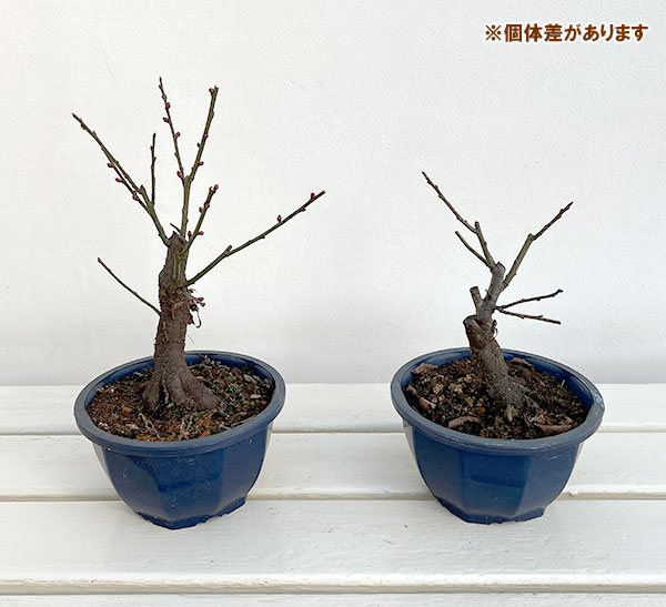 ハナウメ(花梅):紅冬至(一重咲ピンク)盆栽仕立て5号鉢植え