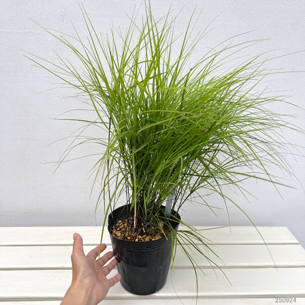 [棚卸セール]黒軸常緑スゲ5号ポット