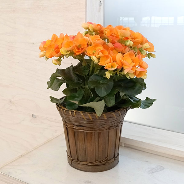 [ギフトに]エラチオールベゴニア：ファジーネーブル5号鉢植えバスケット入り の通販 | 園芸ネット