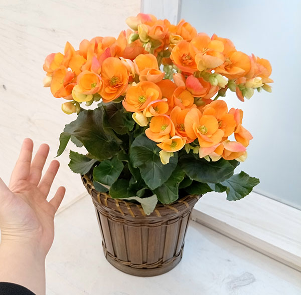 園芸ネット本店｜[ギフトに]エラチオールベゴニア：ファジーネーブル5号鉢植えバスケット入り の通販【公式】