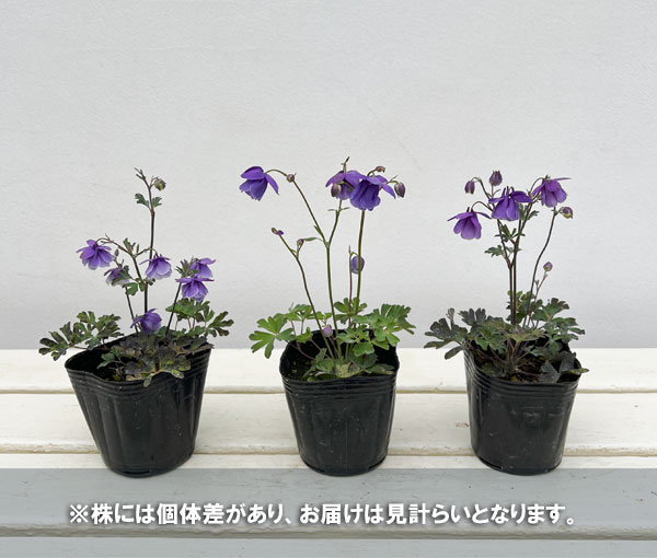 風鈴オダマキ：八重ブルー3号ポット