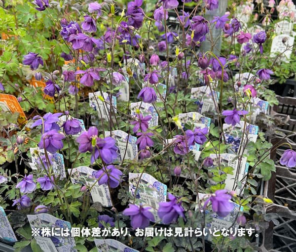 風鈴オダマキ：八重ブルー3号ポット